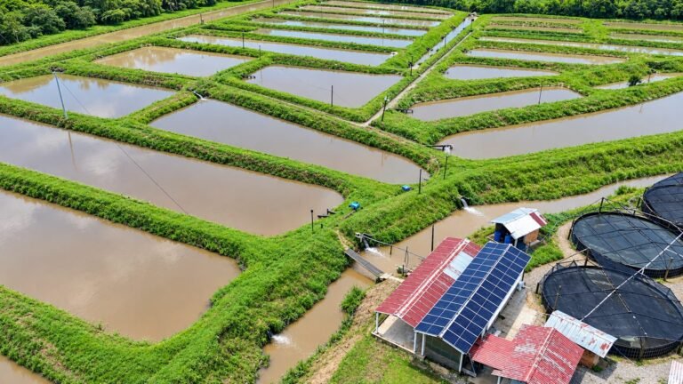 Vista aérea de los estanques de la Piscícola Villa Rosita con el sistema solar sobre la caseta de equipos